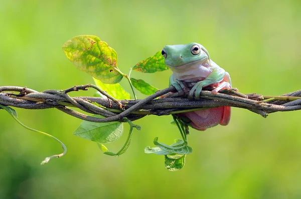 Dumpy Groda Grodor Lövgroda — Stockfoto