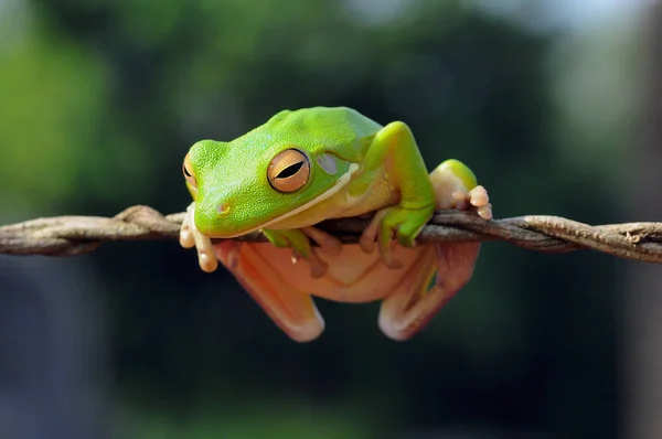 Dumpy Frog Frogs Tree Frog — Stock Photo, Image