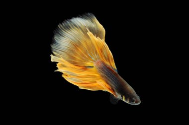 Beta balığı, siyam balığı dövüşü, kara arka planda izole edilmiş betta ihtişamı, kara arka planda balık dövüşü, çok renkli siyam balığı dövüşü,