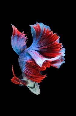 Beta balığı, siyam balığı dövüşü, kara arka planda izole edilmiş betta ihtişamı, kara arka planda balık dövüşü, çok renkli siyam balığı dövüşü,