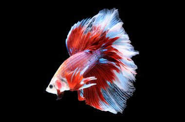 Beta balığı, siyam balığı dövüşü, kara arka planda izole edilmiş betta ihtişamı, kara arka planda balık dövüşü, çok renkli siyam balığı dövüşü,