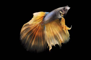 Beta balığı, siyam balığı dövüşü, kara arka planda izole edilmiş betta ihtişamı, kara arka planda balık dövüşü, çok renkli siyam balığı dövüşü,