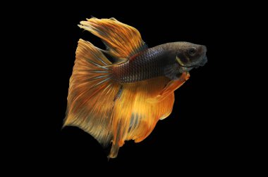 Beta balığı, siyam balığı dövüşü, kara arka planda izole edilmiş betta ihtişamı, kara arka planda balık dövüşü, çok renkli siyam balığı dövüşü,