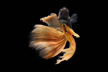 Beta balığı, siyam balığı dövüşü, kara arka planda izole edilmiş betta ihtişamı, kara arka planda balık dövüşü, çok renkli siyam balığı dövüşü,