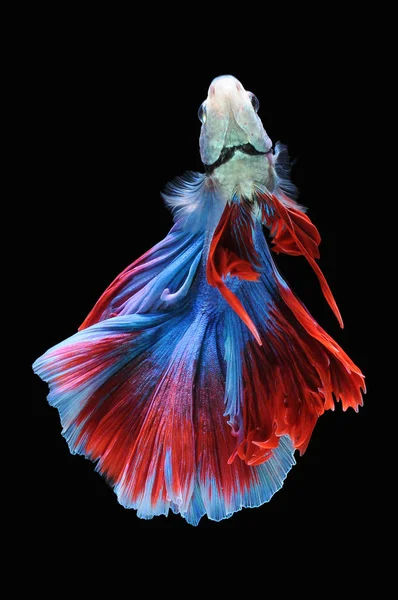 Betta fish, siamese fighting fish, betta splendens isolated on black background,fish on black background, fish fighting, Multi color Siamese fighting fish,