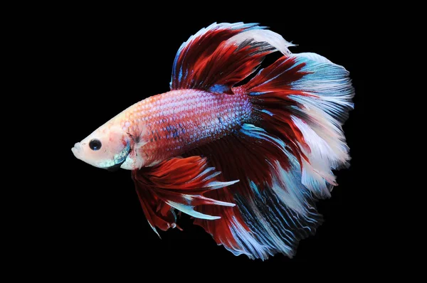 Betta Fische Siamesische Kampffische Beta Splendens Isoliert Auf Schwarzem Hintergrund — Stockfoto