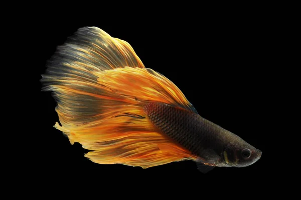 Betta Fish Siamese Fighting Fish Betta Splendens Isolado Fundo Preto — Fotografia de Stock