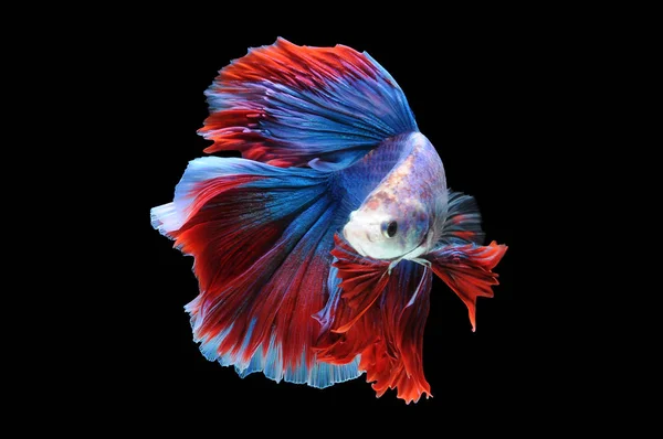 Betta Fish Siamese Fighting Fish Betta Splendens Isolado Fundo Preto — Fotografia de Stock