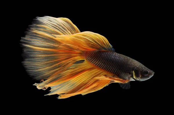 Betta Fish Siamese Fighting Fish Betta Splendens Isolado Fundo Preto — Fotografia de Stock