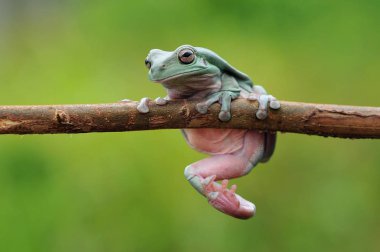 Uçan kurbağa, tombul kurbağa, kurbağa