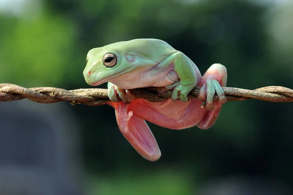 Flying Frog Dumpy Frog Frogs — Stock Photo, Image