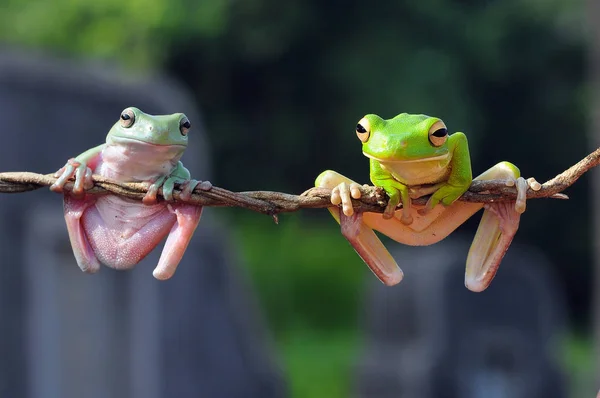 Fliegender Frosch Knödelfrosch Frösche — Stockfoto