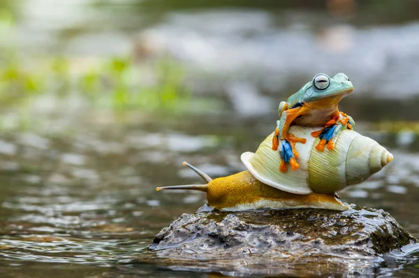 飞的青蛙 笨笨的青蛙 — 图库照片