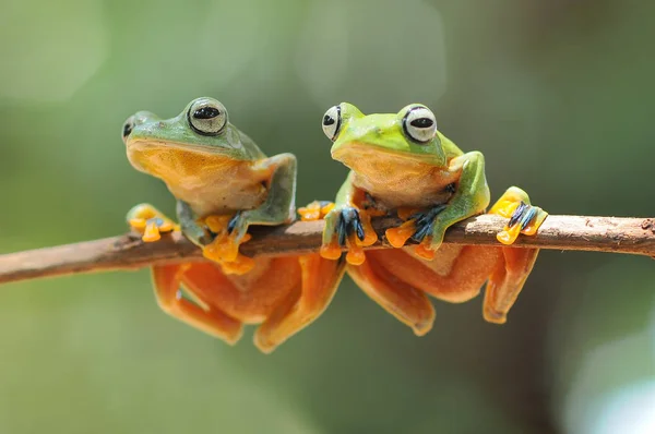 Létající Žába Nepořádná Žába Žáby — Stock fotografie