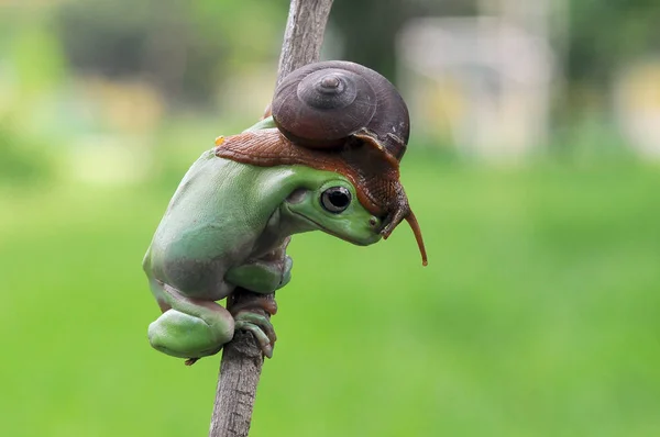 Ιπτάμενος Βάτραχος Μουντός Βάτραχος Βάτραχος — Φωτογραφία Αρχείου