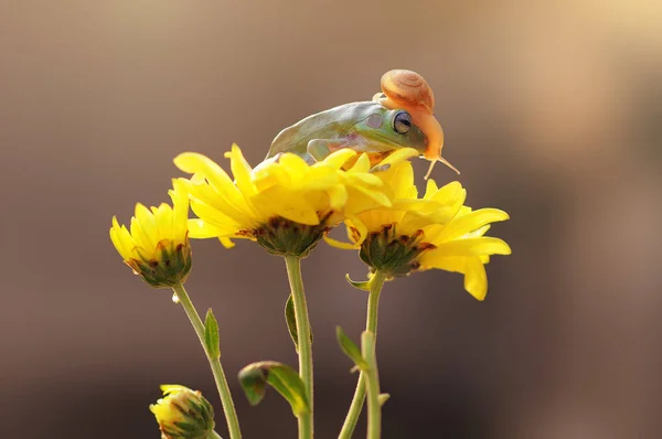 Fliegender Frosch Knödelfrosch Frösche — Stockfoto