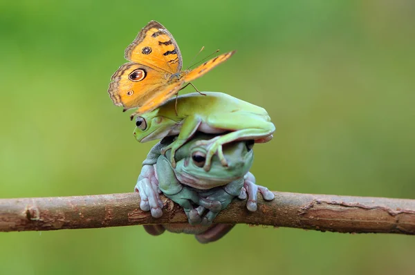 Létající Žába Nepořádná Žába Žáby — Stock fotografie