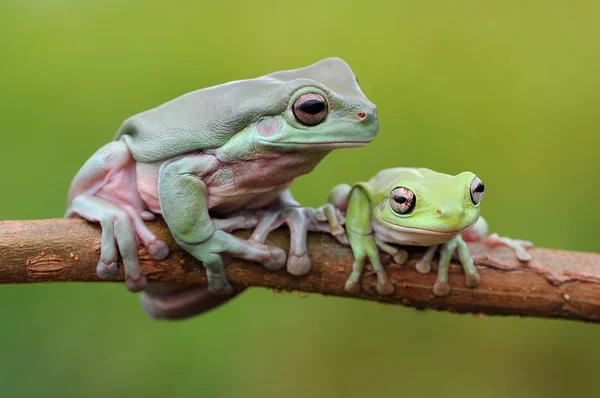 Repülő Béka Dagadt Béka Békák — Stock Fotó