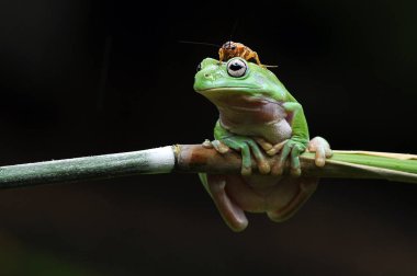Uçan kurbağa, tombul kurbağa, kurbağa