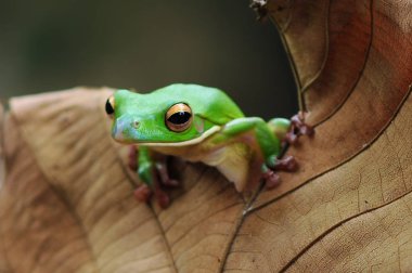 Uçan kurbağa, tombul kurbağa, kurbağa