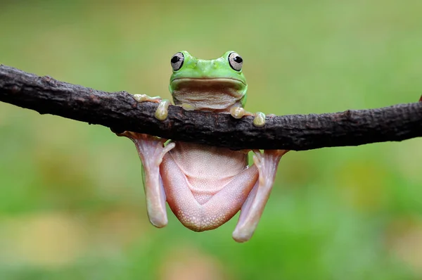 Flying Frog Dumpy Frog Frogs — Stock Photo, Image