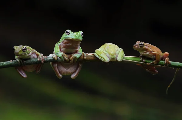 Voadora Manhosa — Fotografia de Stock