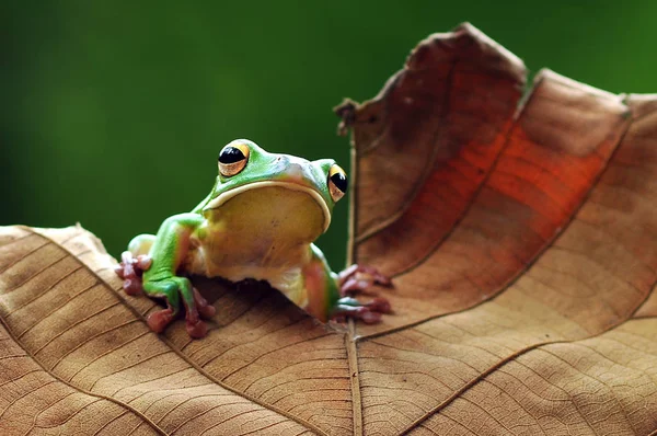 Grenouille Volante Grenouille Poubelle Grenouilles — Photo