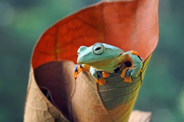 Létající Žába Nepořádná Žába Žáby — Stock fotografie