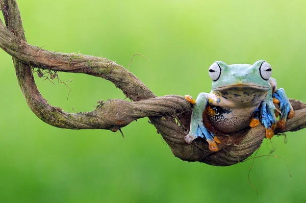 Flying Frog Dumpy Frog Frogs — Stock Photo, Image