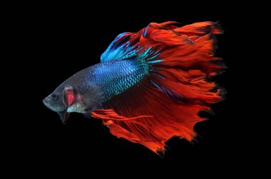 Beta balığı, siyam balığı dövüşü, kara arka planda izole edilmiş betta ihtişamı, kara arka planda balık dövüşü, çok renkli siyam balığı dövüşü,