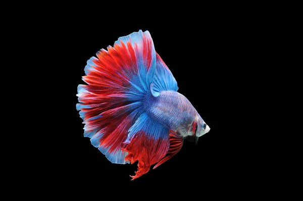 Betta fish, siamese fighting fish, betta splendens isolated on black background,fish on black background, fish fighting, Multi color Siamese fighting fish,