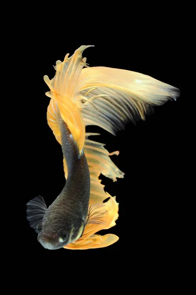 Betta Fish Siamese Fighting Fish Betta Splendens Isolated Black Background — Stock Photo, Image
