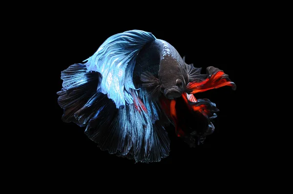 Betta Fisk Siamesiska Slåss Fisk Betta Splendens Isolerad Svart Bakgrund — Stockfoto