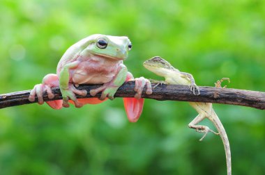 bodur kurbağa, kurbağalar, ağaç kurbağası,