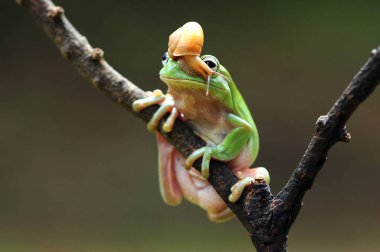 dumpy frog, frogs, tree frog, clipart