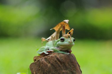 bodur kurbağa, kurbağalar, ağaç kurbağası,