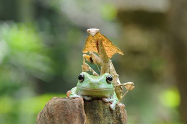 bodur kurbağa, kurbağalar, ağaç kurbağası,