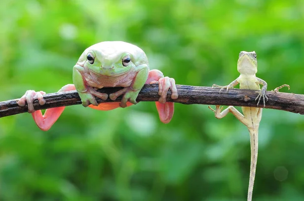Вялая Лягушка Лягушки Древесная Лягушка — стоковое фото
