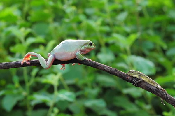 Grenouille Poubelle Grenouilles Rainette — Photo