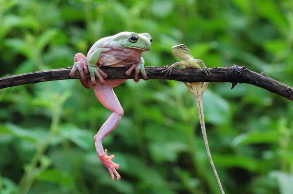 Knödelfrosch Frösche Laubfrosch — Stockfoto