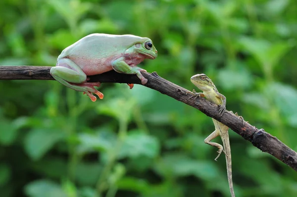 ずんぐりしたカエル カエル アマガエル — ストック写真