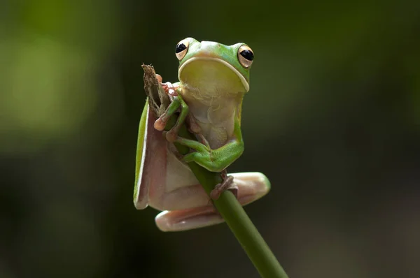 Dumpy Groda Grodor Lövgroda — Stockfoto