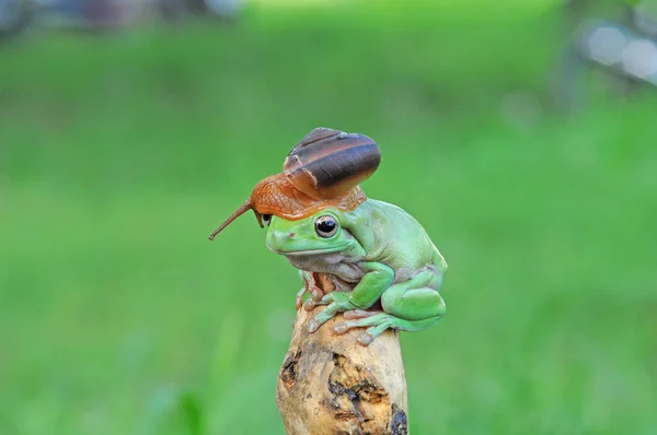 ずんぐりしたカエル カエル アマガエル — ストック写真