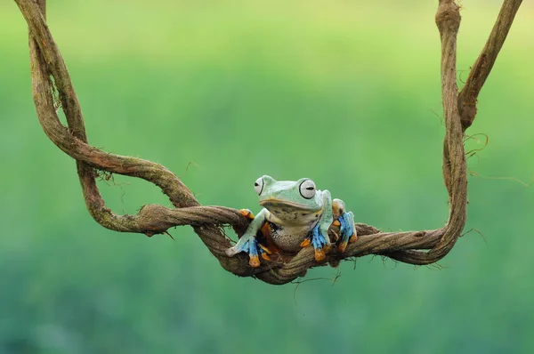 Dumpy Frog Frogs Tree Frog — Stock Photo, Image