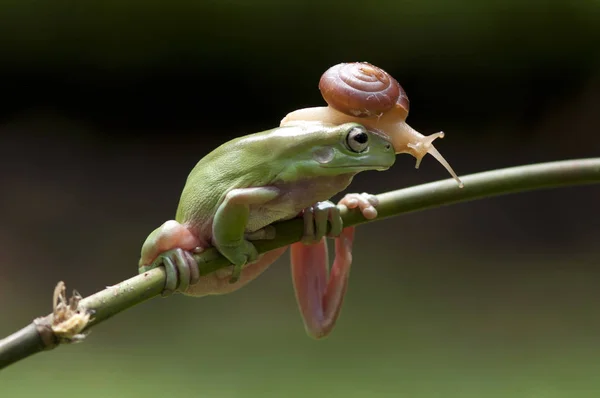 ずんぐりしたカエル カエル アマガエル — ストック写真