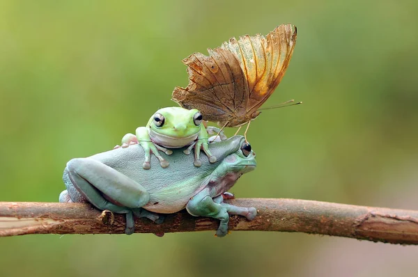 개구리 개구리 개구리 — 스톡 사진