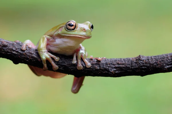 Dumpy Frog Frogs Tree Frog — Stock Photo, Image