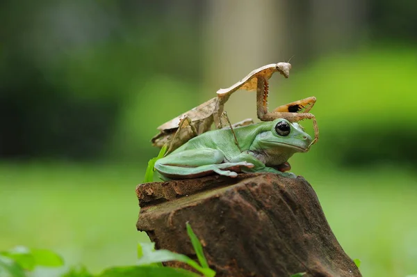 Dumpy Frog Frogs Tree Frog — Stock Photo, Image