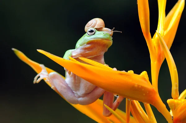 Zavalitý Žáby Žáby Žába — Stock fotografie