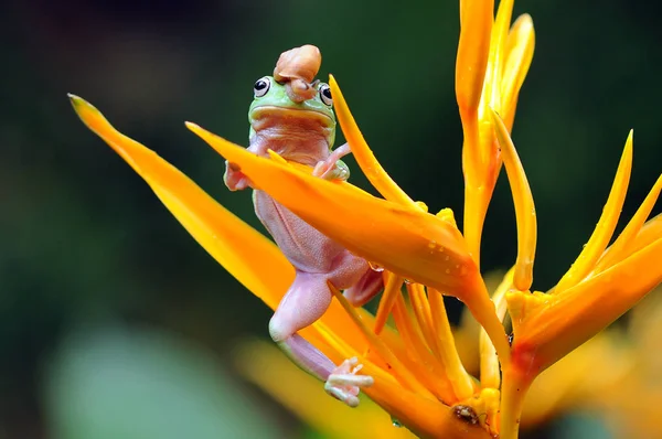 Dumpy Frog Frogs Tree Frog — Stock Photo, Image